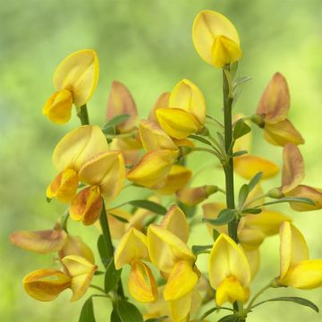 Cytisus Apricot Gem