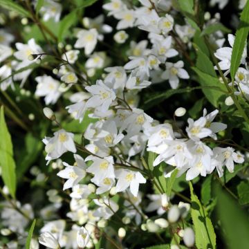 Deutzia gracilis