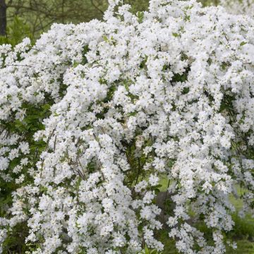 Exochorda The Bride V