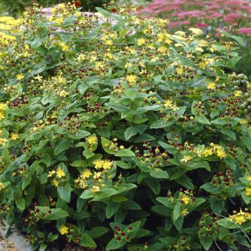Hypericum inodorum Excellent Flair
