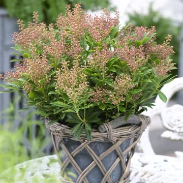 Pieris Japonica Debutante