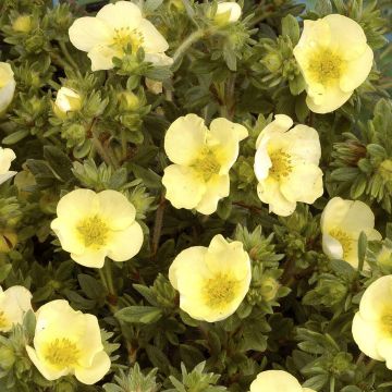 Potentilla fruticosa Primrose Beauty