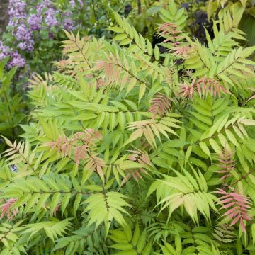 Sorbaria sorbifolia Sem
