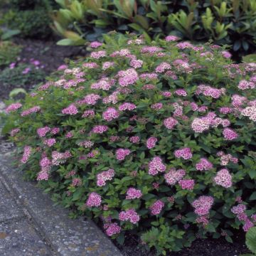 Spiraea japonica Little Princess