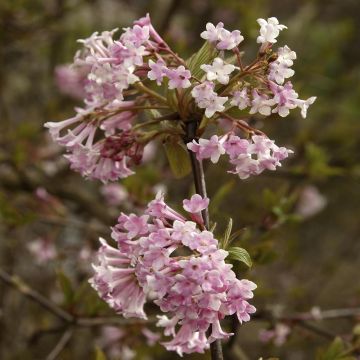 Viburnum bodnantese Dawn