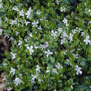 Vinca minor Alba