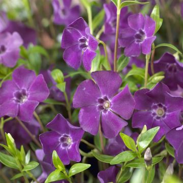 Vinca minor Atropurpurea