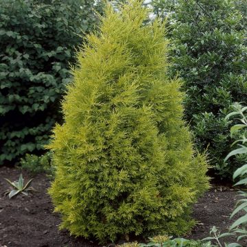 Cupressus Goldcrest