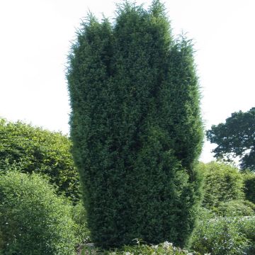 Juniperus communis Suecica