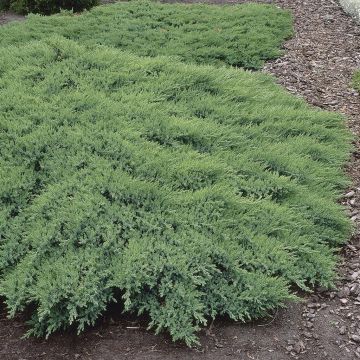 Juniperus sabina Rockery Gem