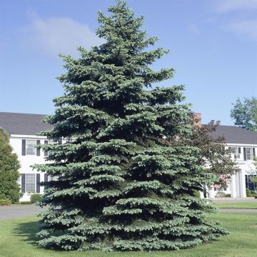 Picea pungens glauca