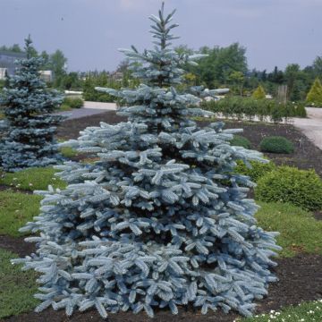 Picea pungens Hoopsii