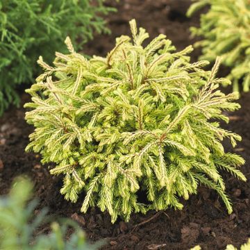 Thuja occidentalis Golden Tuffet