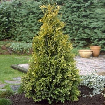 Thuja occidentalis Yellow Ribbon