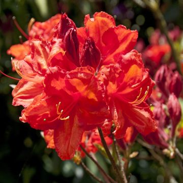 Rhododendron Feurwerk