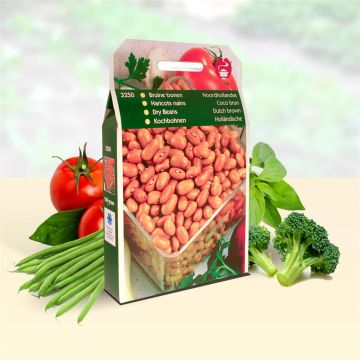 Dry Beans Dutch Brown