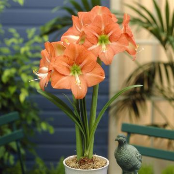Hippeastrum Nagano