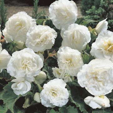 Begonia Non Stop White