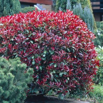 Photinia Red Robin V3