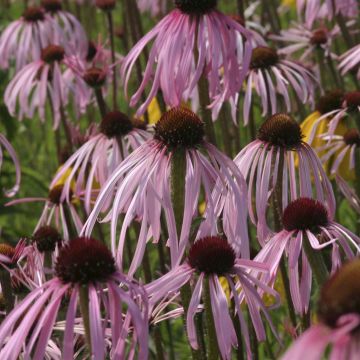 Echinacea Pallida