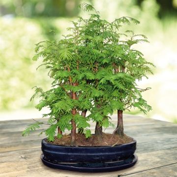 Metasequoia Forest Layer Bonsai