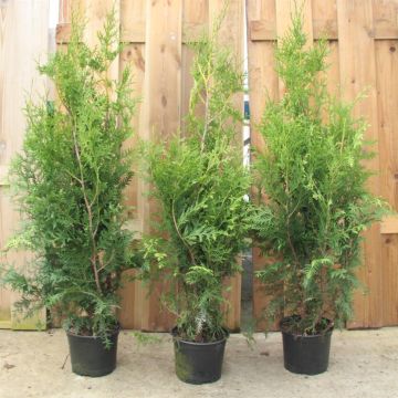 Thuja Brabant Pot