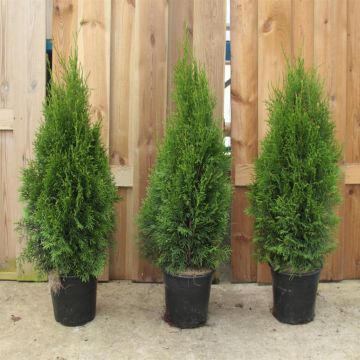 Thuja Smaragd  Pot
