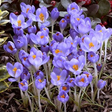 Crocus tommassianus Barrs Purple