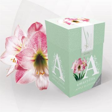 classicbox-appleblossom-2