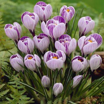 Crocus Pickwick