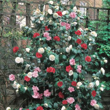 CAMELLIA TRICOLOR