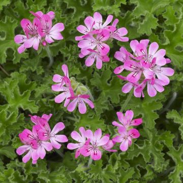 Geurgeranium Pelargonium Pink Capitatum