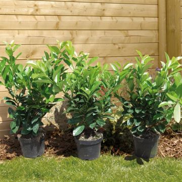 Prunus lauro Novita v2