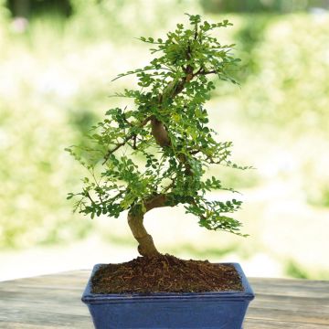 Zanthoxylum pot20cm(182040)