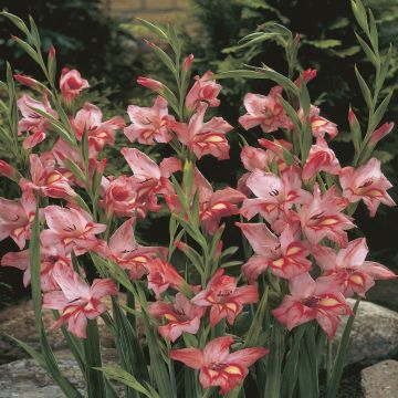 Gladioli Gouernsey Glory