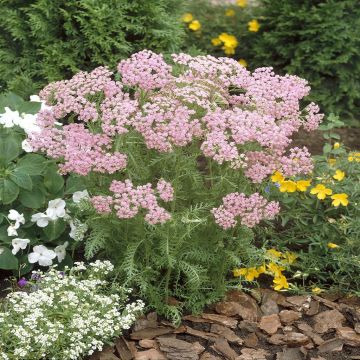 Achillea millefolium Pink