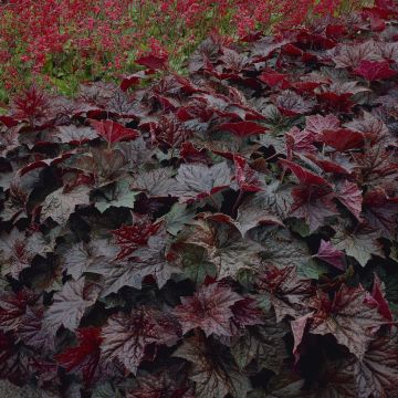 Heuchera micrantha Purple Palace