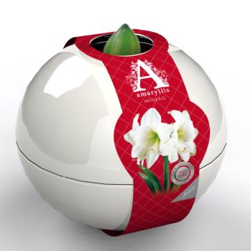 Amaryllis Intokazi Artist