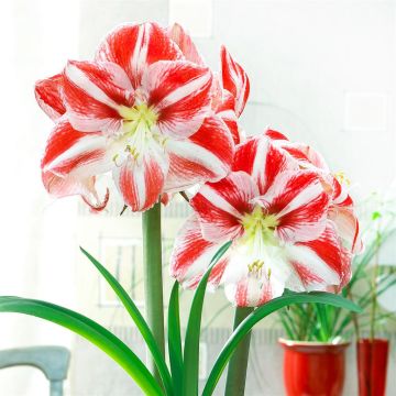 Amaryllis Clown Amaryllis Clown