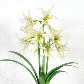 Amaryllis Emerald