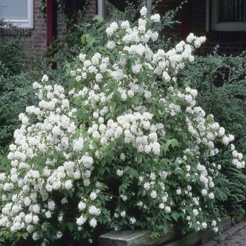 Philasdelphus Dame Blanche