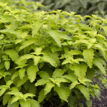 Cariopteris x clandonensis Hint of Gold