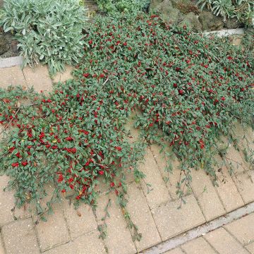 Cotoneaster franchetii