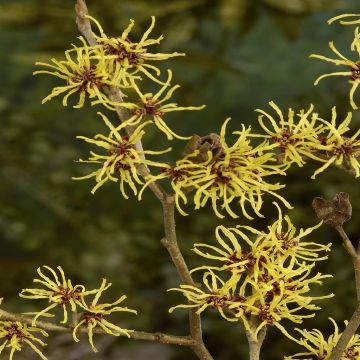 Hamamelis Westerstede