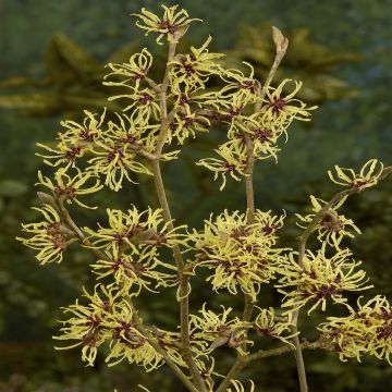 Hamamelis Pallida
