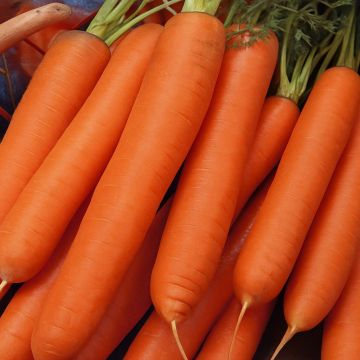 Winter Carrot Berlikumer