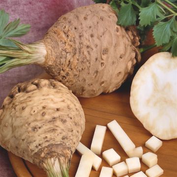 Celeriac Dolvi
