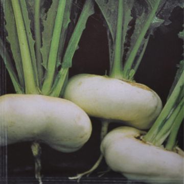 Gardenturnip early flat White