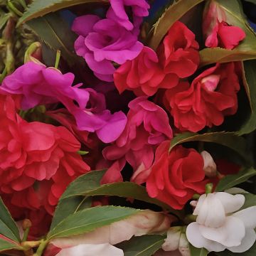 Impatiens Balsam camellia flowered