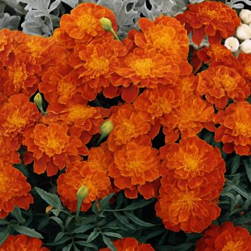 French Marigold Carmen
